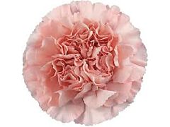 Carnation Blush pink