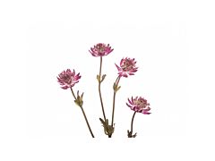 Astrantia Purple