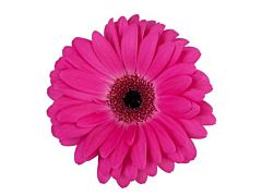 Gerbera Daisy — hot pink