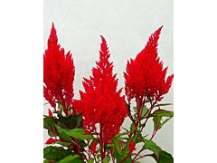 Celosia Red