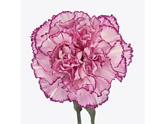 Carnation Boheme