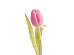 Standard Tulips - pink