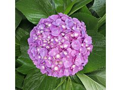 Hydrangeas Rasberry Mix