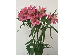 Alstroemeria Hot Pink