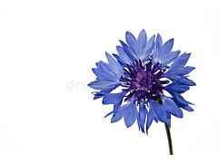 Corn Flowers