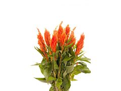 Celosia Orange