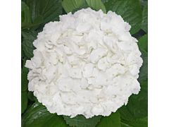 Hydrangeas White Jumbo