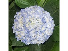 Hydrangeas Blue Premeium