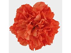 Carnation Dark Orange