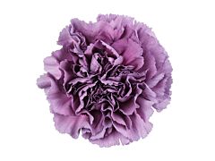 Carnation Extasis