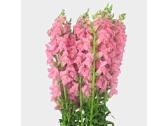 Snapdragon pink