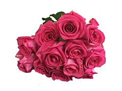 Hot Pink Roses - 50 cm Pack 100