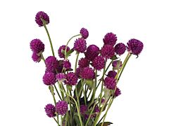 Gomphrena - Purple