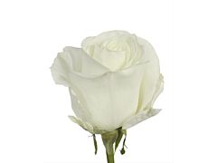 White Rose Tibet 40 cm