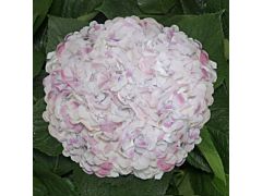 Hydrangea Pink Antique