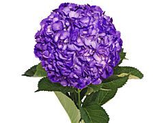 Hydrangea Tinted Purple