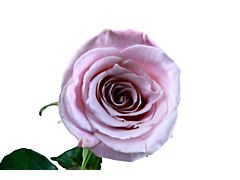 Light Pink Rose Faith