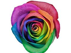 Rainbow Tinted Roses