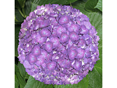 Hydrangeas Purple