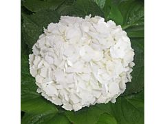 Hydrangeas White Premium