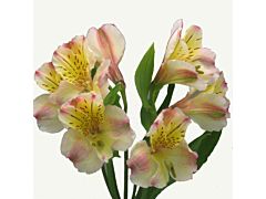 Alstroemeria Peach