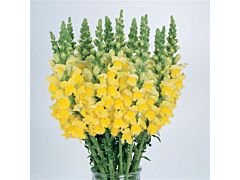 Snapdragon yellow