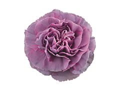 Carnation Hypnosis