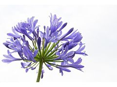 Agapanthus