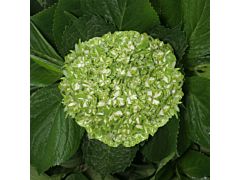 Hydrangea Shamrock