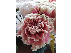 Carnation Merleto Cherry