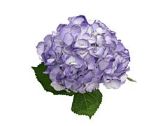 Hydrangea Tinted Lavender