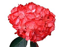 Hydrangea Tinted Red