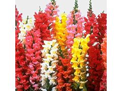 Snapdragons Assorted