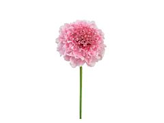 Scabiosa Pink