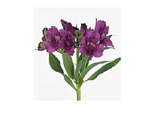 Alstroemeria  Purple