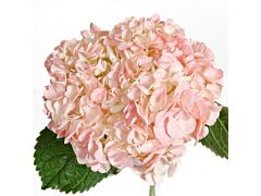 Hydrangea Tinted Light Pink