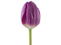 Standard Tulips - purple