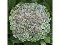 Hydrangea Blue Antique