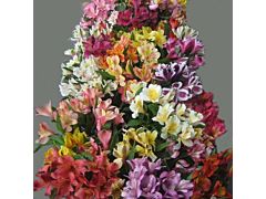 Alstroemeria Perfection Assorted