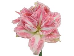 Amaryllis Pink Variegated