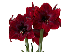 Amaryllis Burgundy