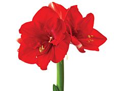 Amaryllis Red Lion