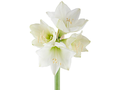 Amaryllis Christmas Gift