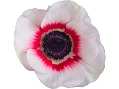 Anemone Bicolor Red