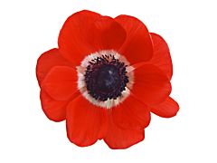 Anemone Red