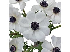 Anemone White