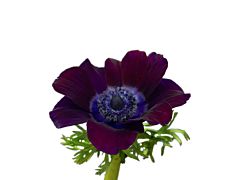 Anemone Burgundy