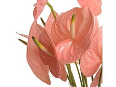 Anthurium Peach