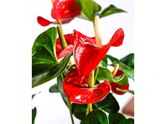 Anthurium