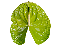 Anthurium Green